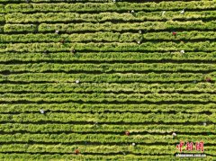 江苏睢宁：中草药产业成富民增收“黄金名片”